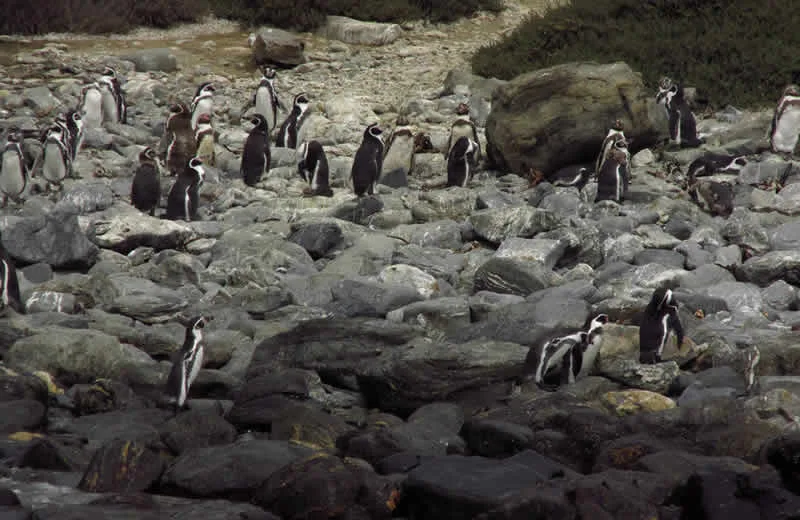 Buscando pingüinos en Chile
